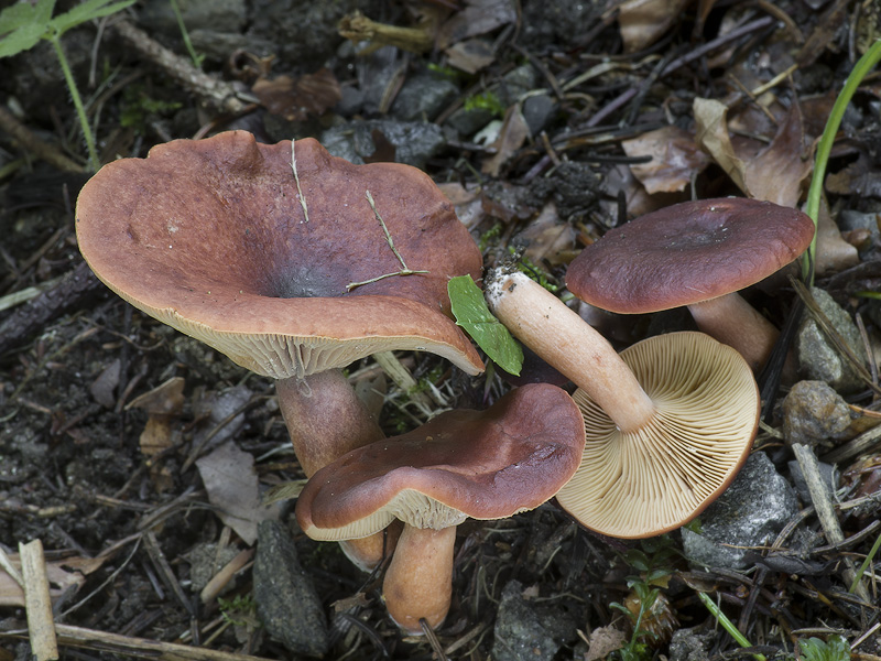 Lactarius badiosanguineus